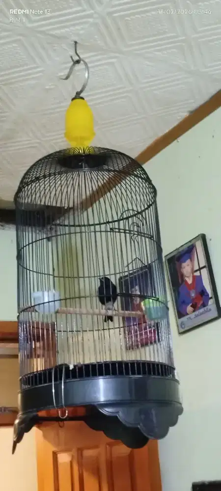 Burung decu burung aja