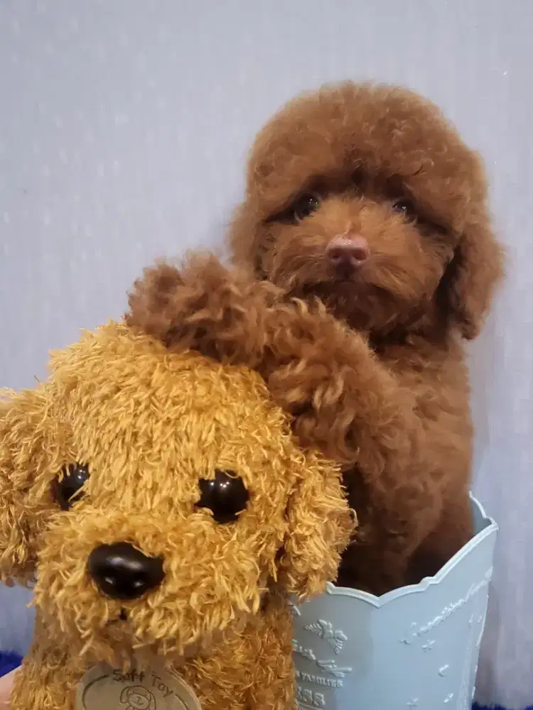 Top quality tiny toy poodle