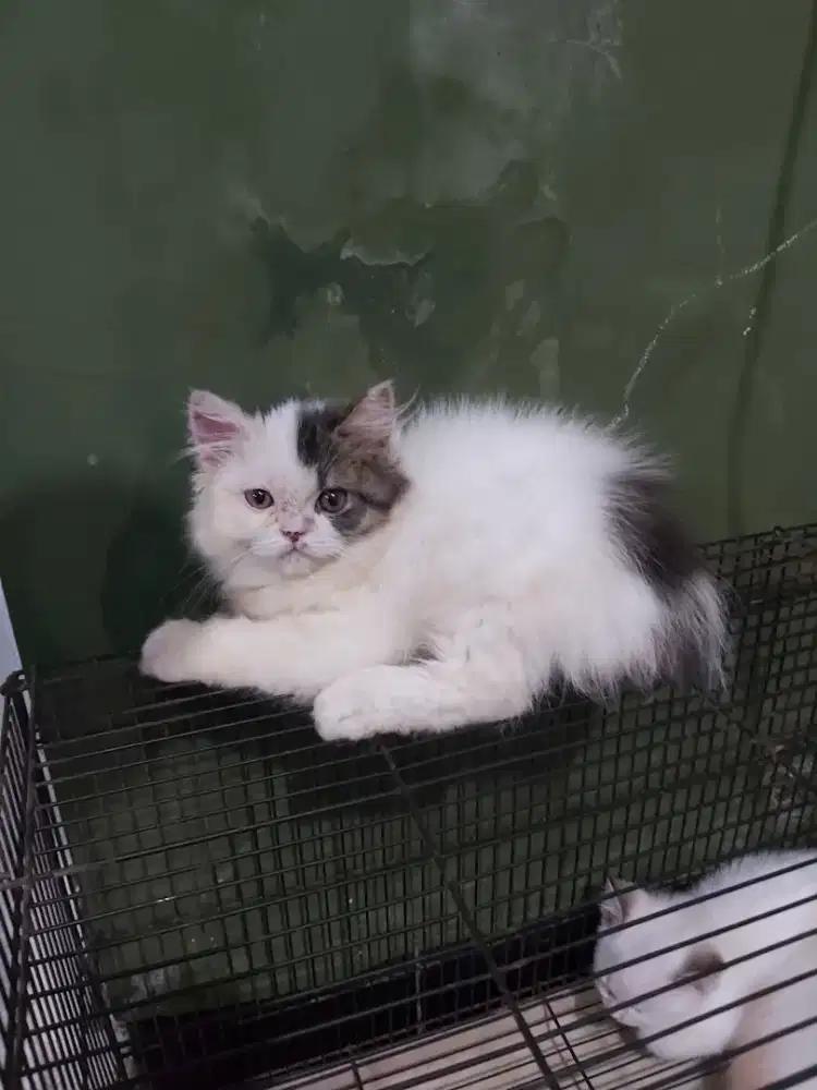 Kitten persia medium