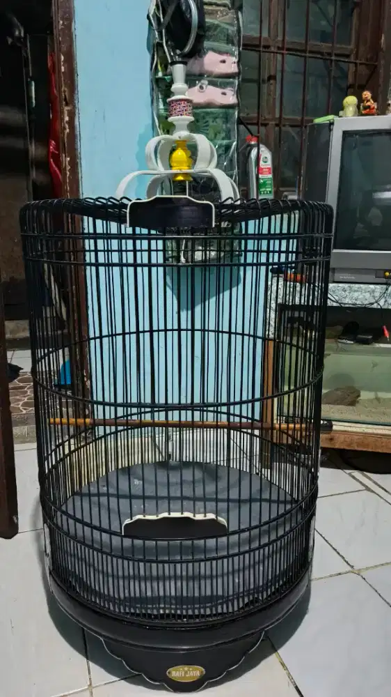 Kandang murai no 2 dan kandang lb nangung masih pd Kinclong