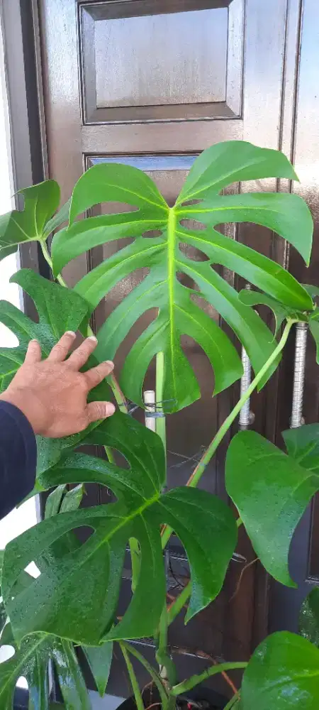 Monstera Deliciosa Dewasa