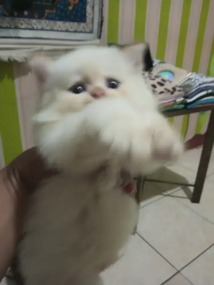 Kucing Persia Medium