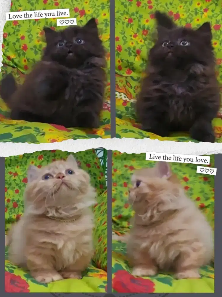 Sepasang Munchkin British RH Line Ped Wcf