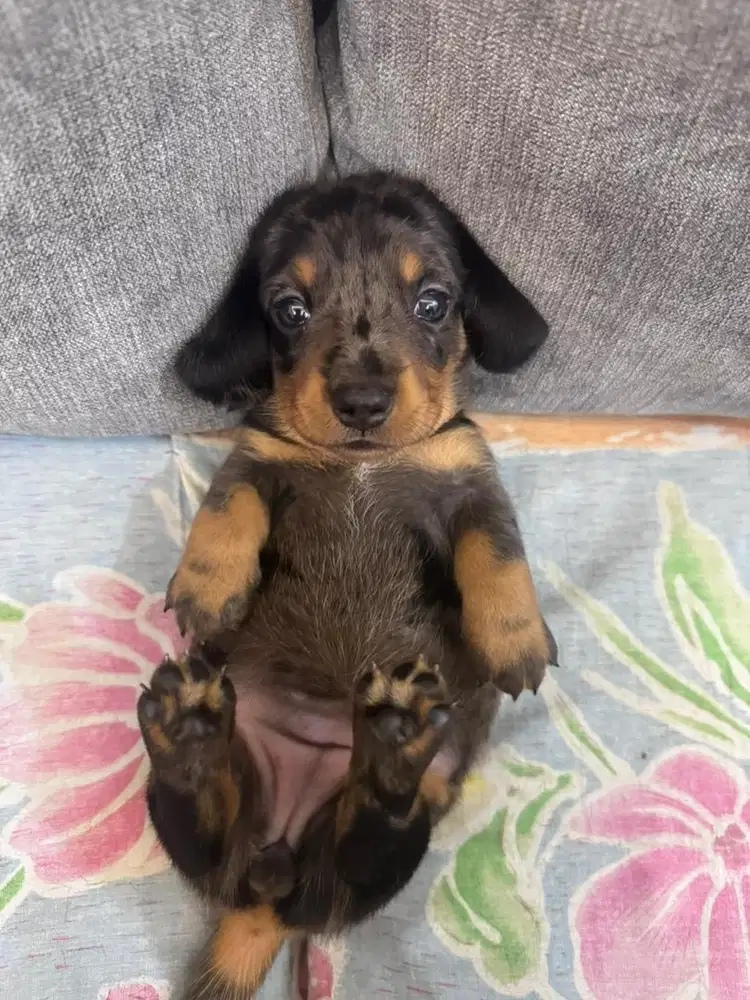 Open Adopt stambun Tekel good quality