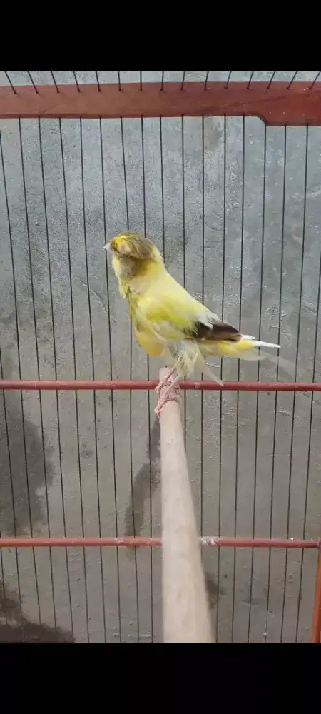 Kenari betina f1ys dere siap cus