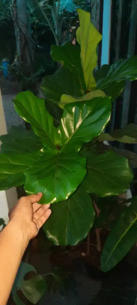 Pohon Hias Ketapang Biola