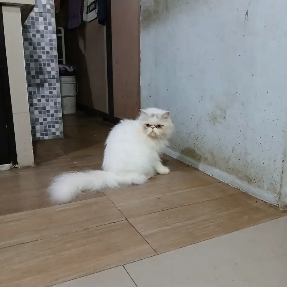 Kucing persia peaknose betina