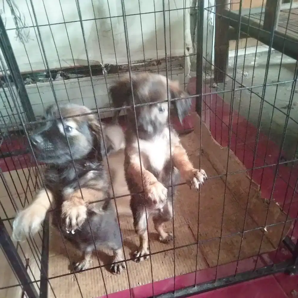 Anak anjing baru 2 bulan