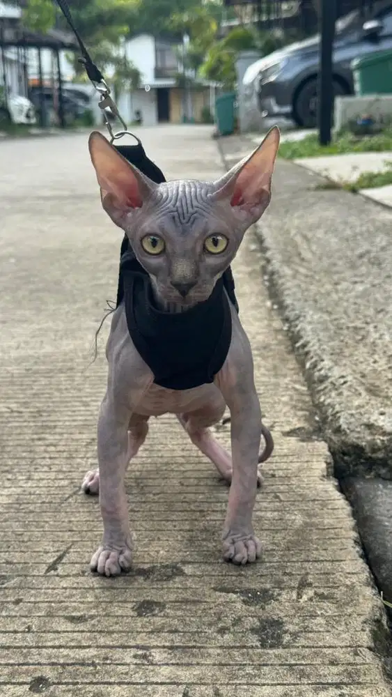 Kucing sphynx jantan usia 5 bulan vaksin f3