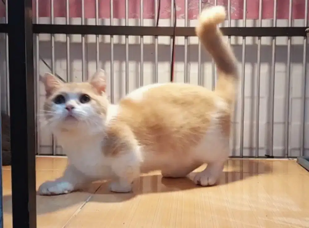 Kucing kitten munchkin bsh jantan