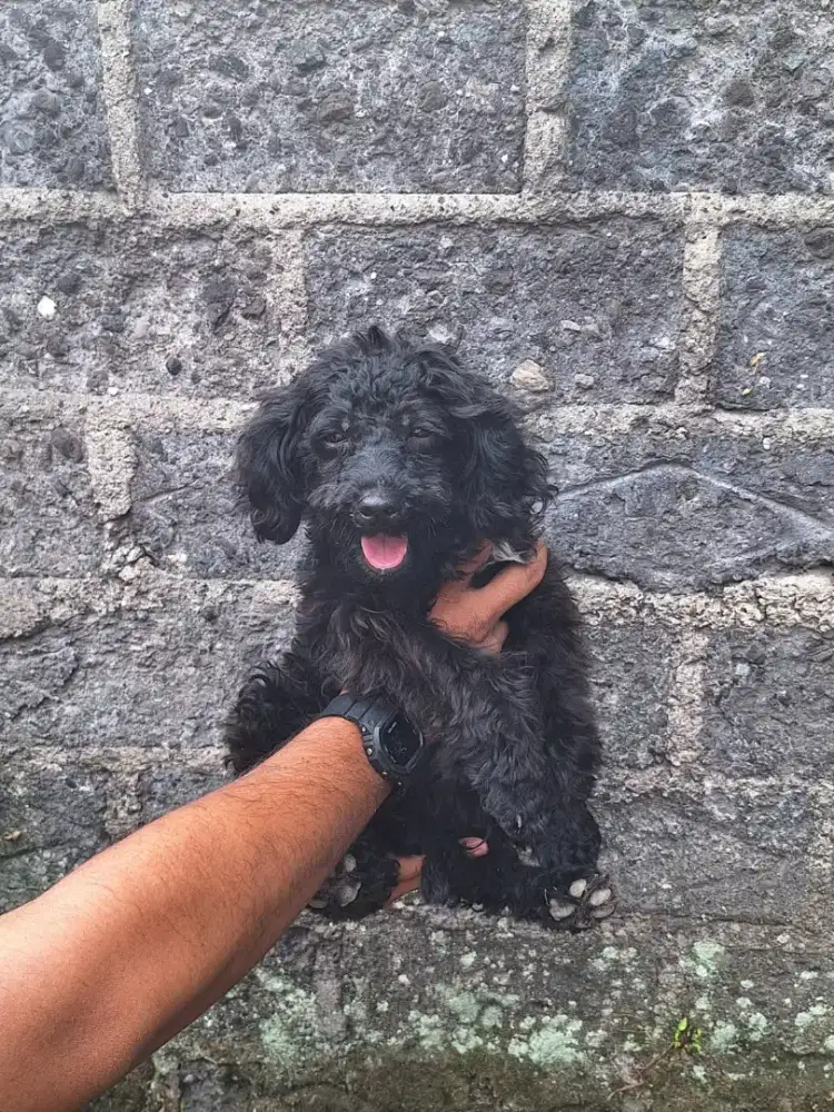 Anjing toy poodle jantan