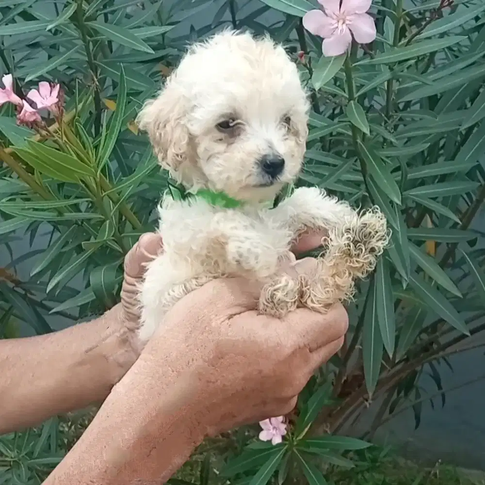 Puppy tiny poodle betina