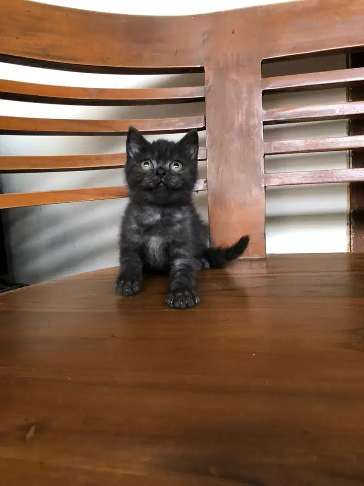 Scottish straight choco betina