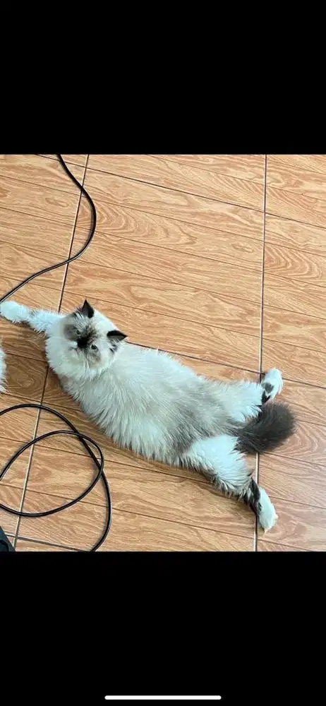 indukan betina flatnose himalaya ragdol