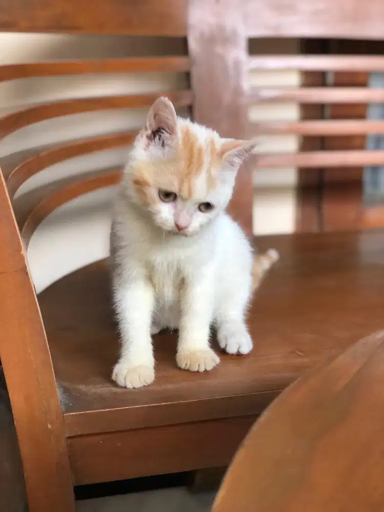 Munchkin NS bico Jantan