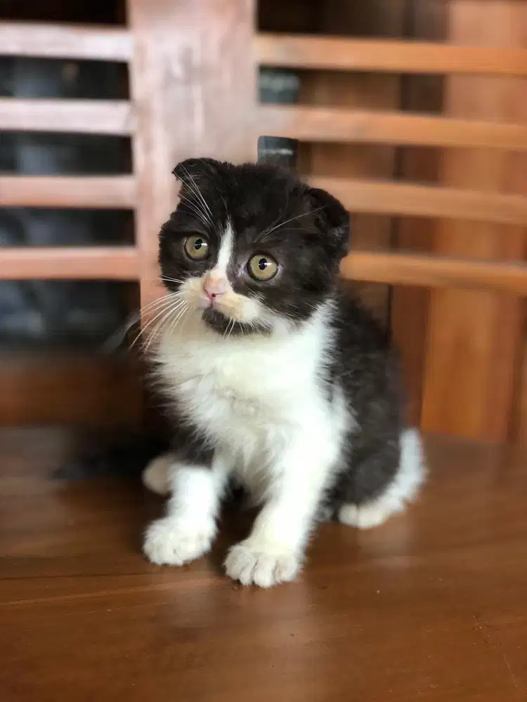 Scottish Fold mix Bsh Jantan