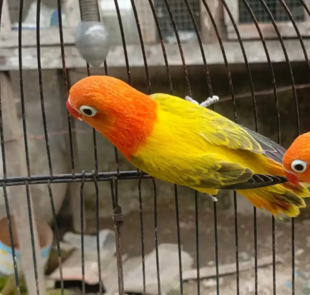 biola ewing gold poss split aqua blue 2 ino mm