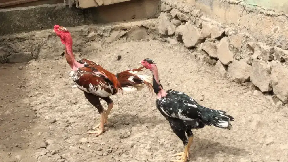 Jual ayam saigon sepasng warna bulu ny bagus.