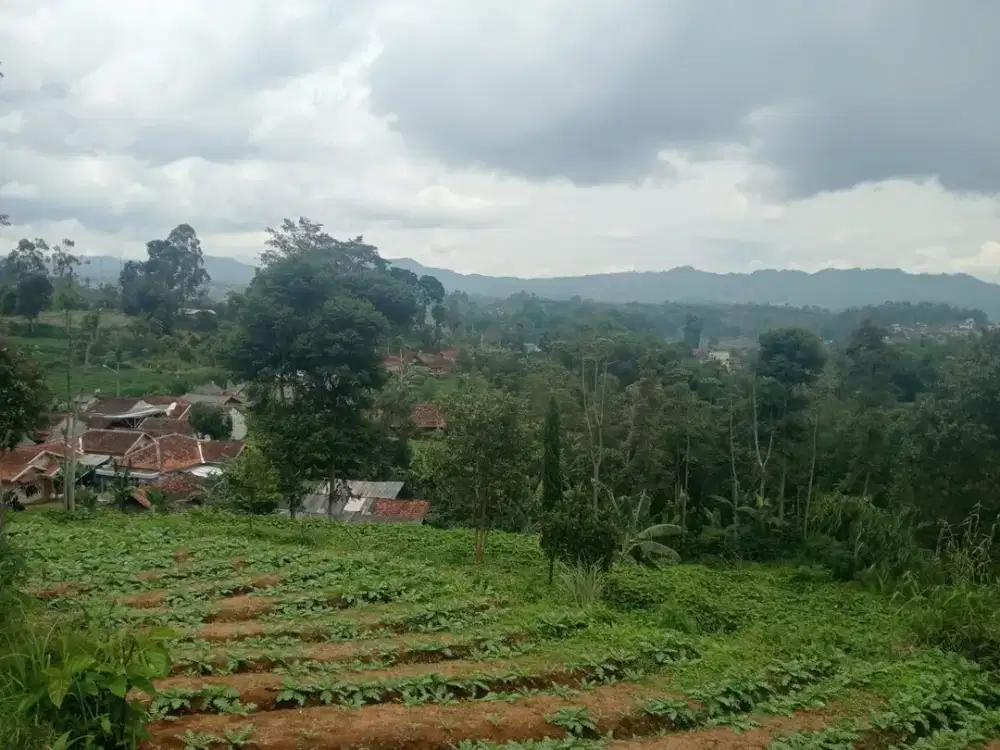 Dijual Tanah Padat Cocok Buat villa, pertanian Ciwidey Tenjolaya