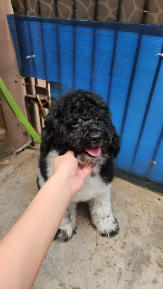 POODLE PARTY COLOR JANTAN KOSONGAN