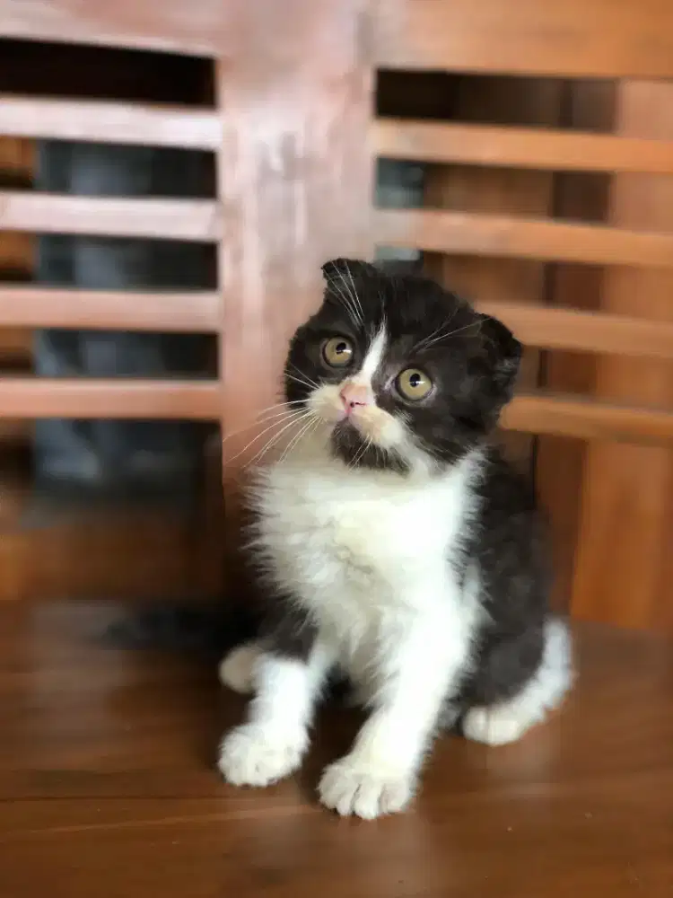 Scottish fold mix Bsh jantan