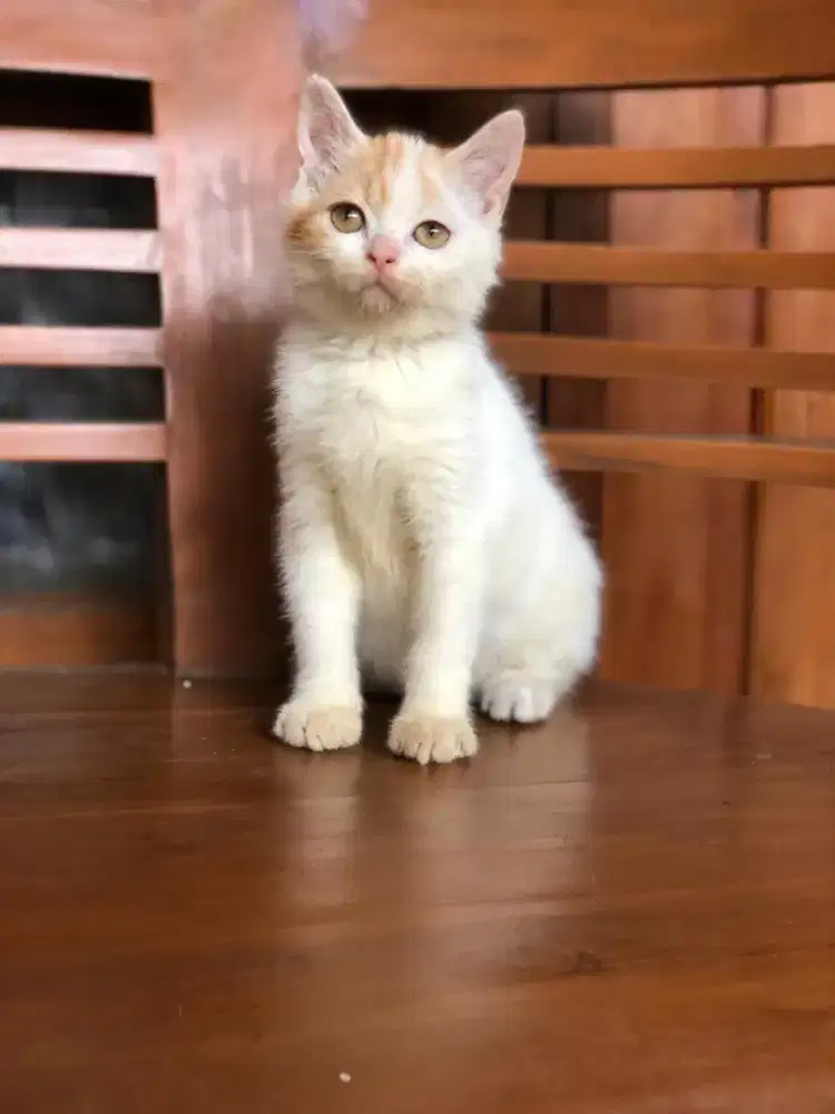 Munchkin NS bico red Jantan