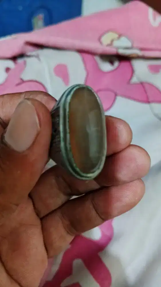 Pandan sutra super tua