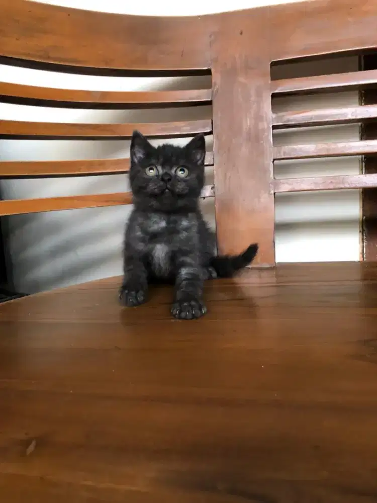 Scottish straight choco betina