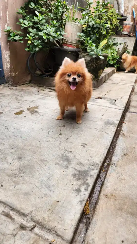 SUPER MINIPOM BETINA KOSONGAN