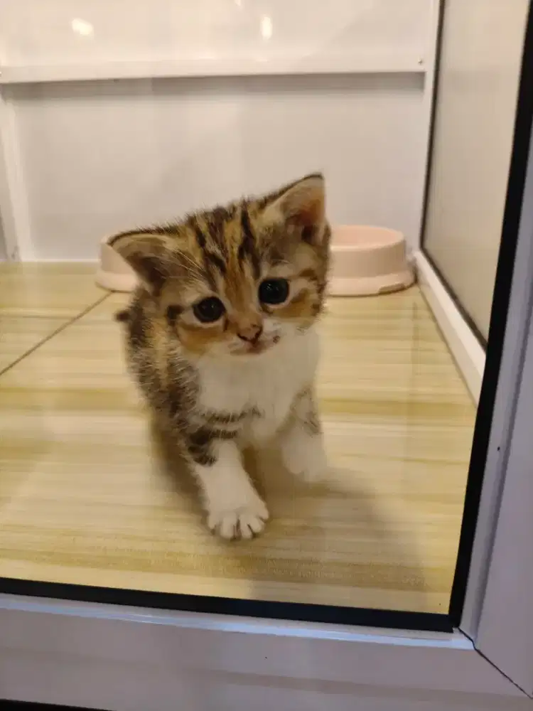 Kucing Munchkin top srandar