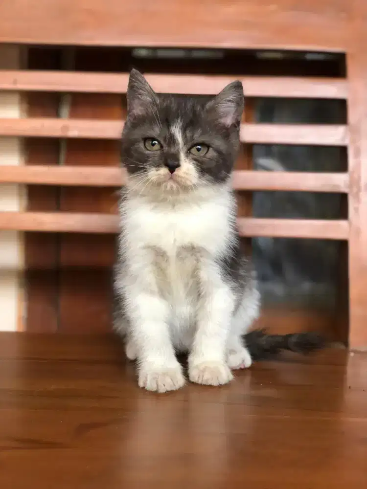 Scottish straight bico marbel betina