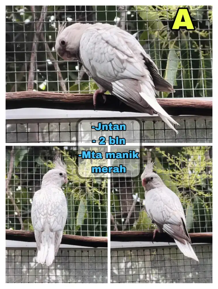 Falk Wf Pearl (split bino)