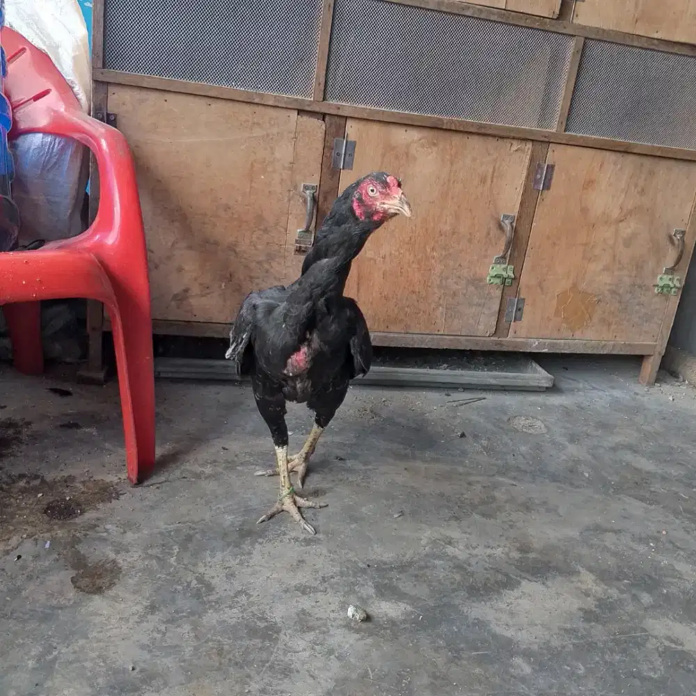 Indukan pakhoy super lengket dan pukul rusak