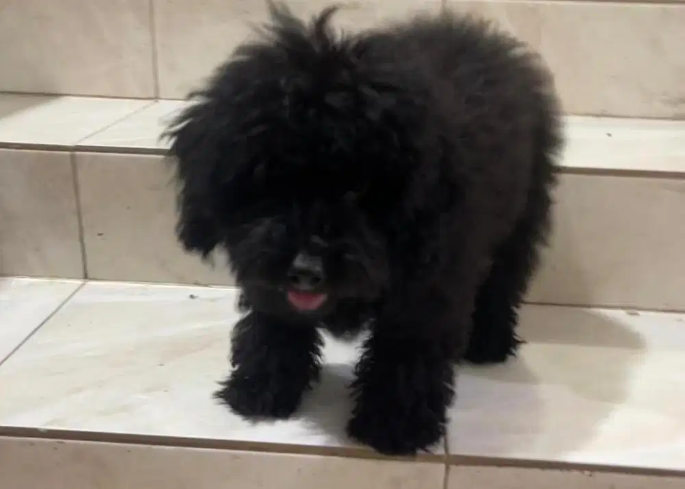 HELPER DAPUR Wanita Introvert BISA MEGANG B2 SAYANG DOGI DAN KUCING