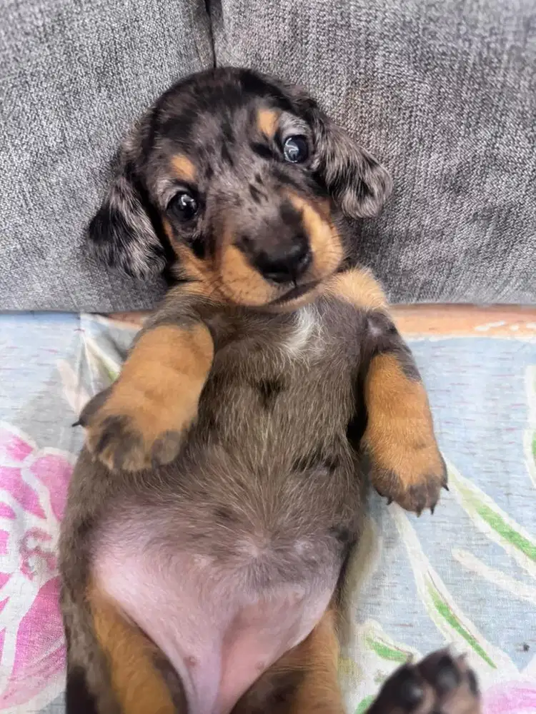 Open Adopt Pure Tekel Dapple