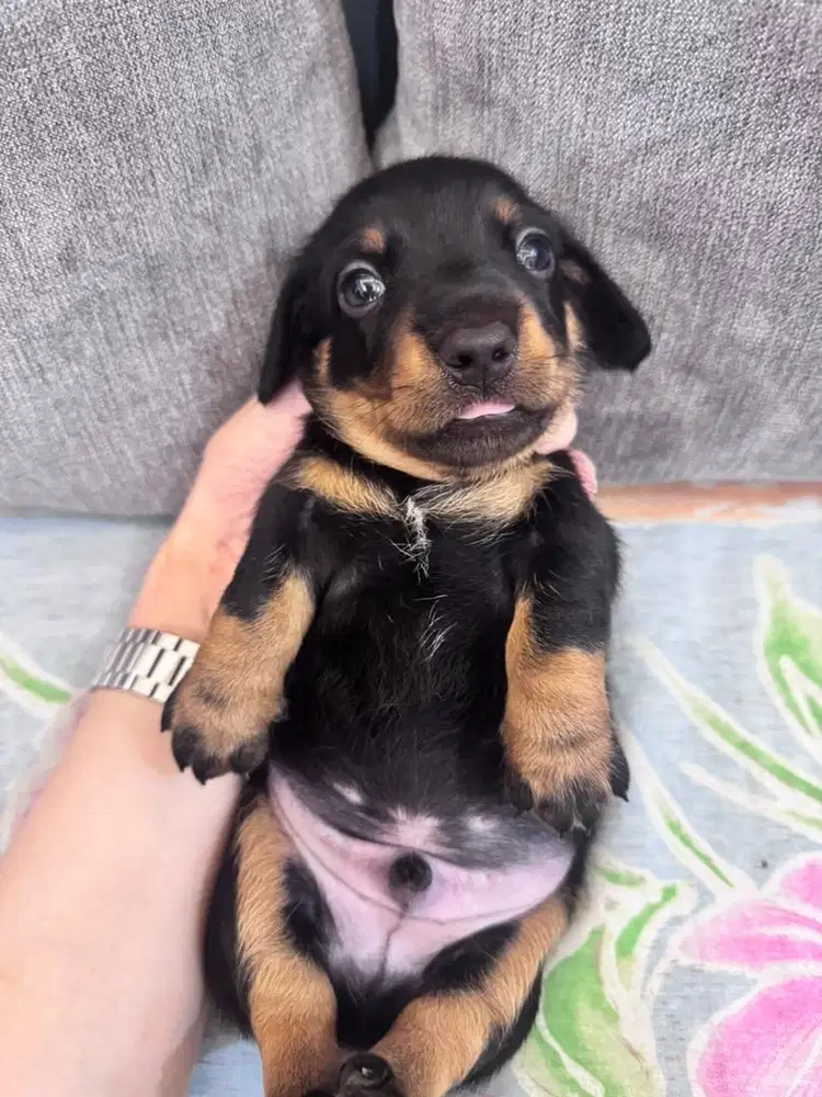 Open Adopt Pure Tekel Good Quality