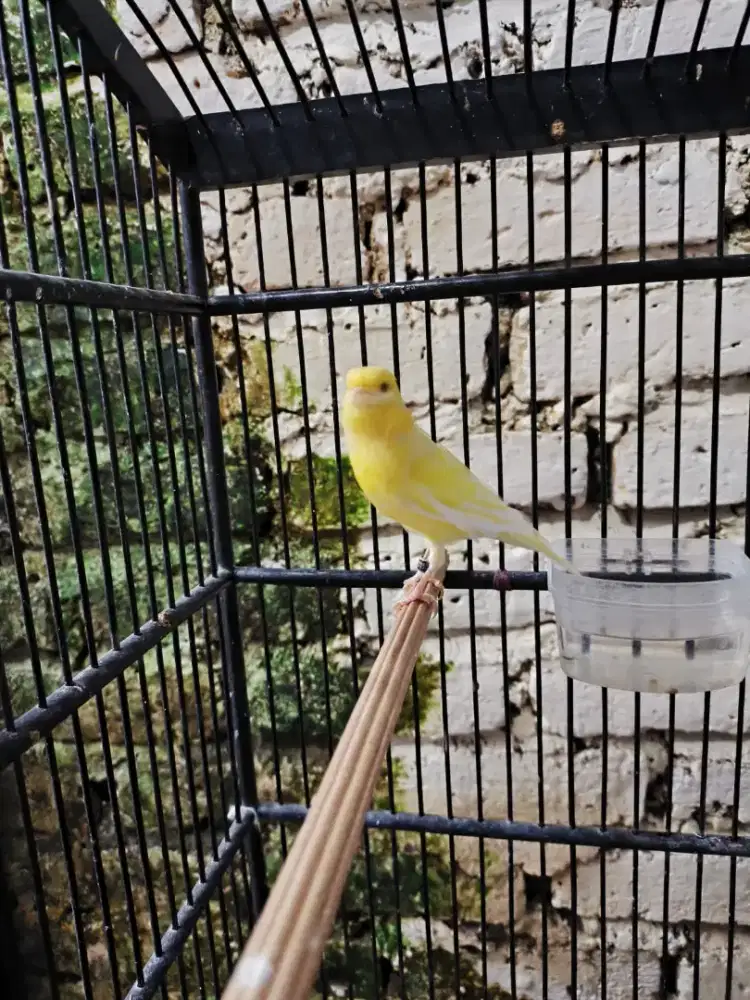 Kenari gacor trah import