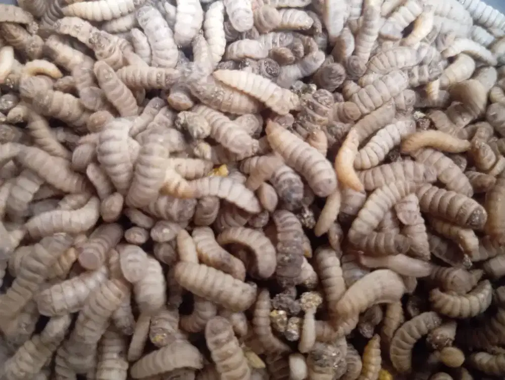 Jual Maggot hidup pakan ayam ikan dll