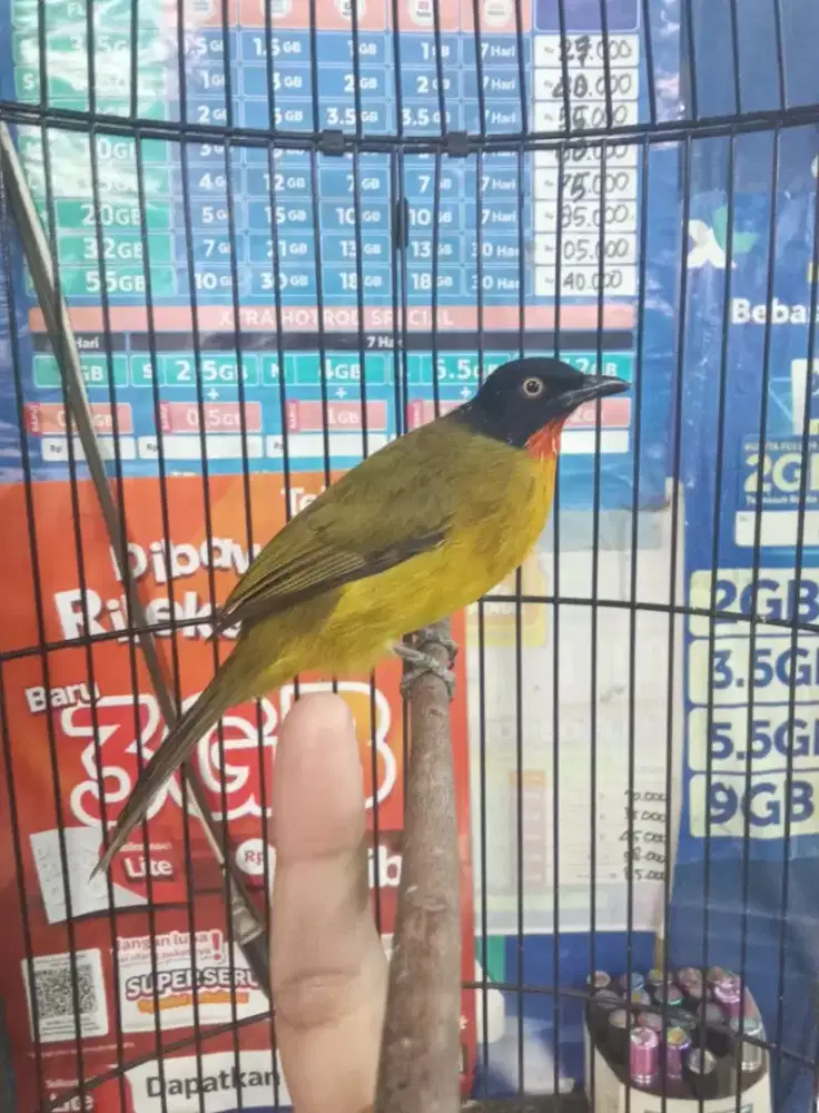 Kutilang Emas Jinak Cipondoh