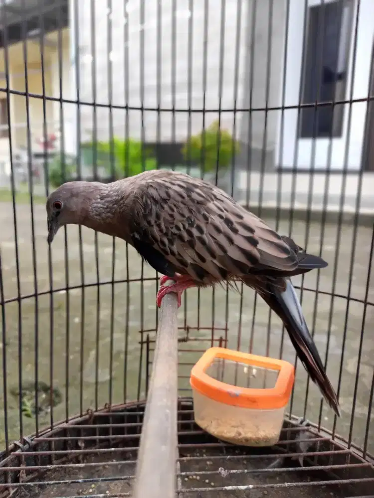 Leopard black kuk 4-5