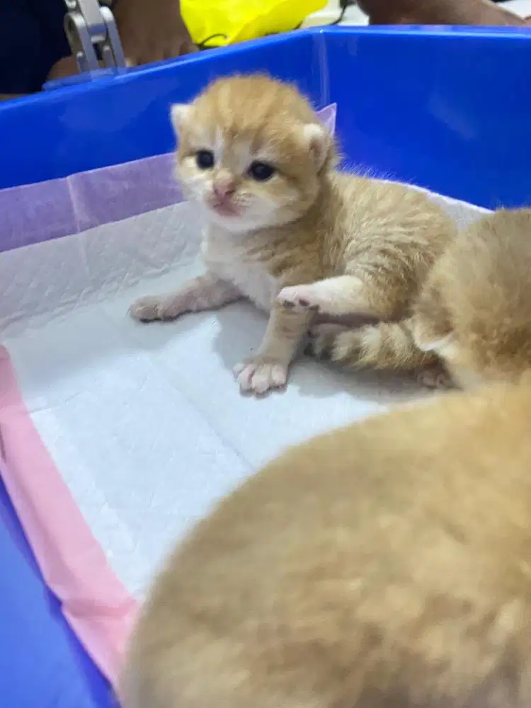 Open Boking kitten BSH Golden Ny12