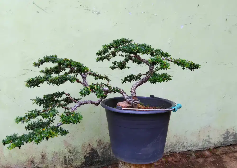 Bonsai saeng simbur super mikro