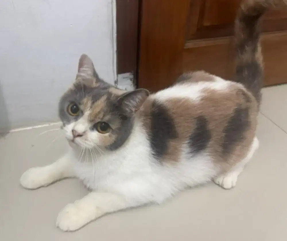 BSH British Short Hair Calico Betina indukan