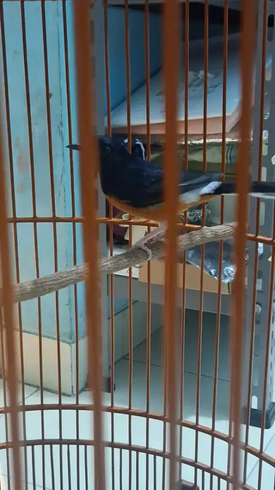 Murai Muda hutan. Baru kelar Mabung