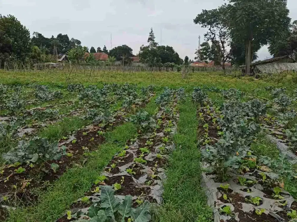 kavling di lembang bandung barat