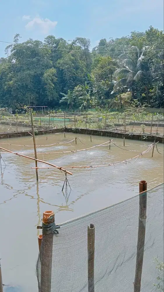 Dijual Tanah Kolam didekat Parung, Bogor