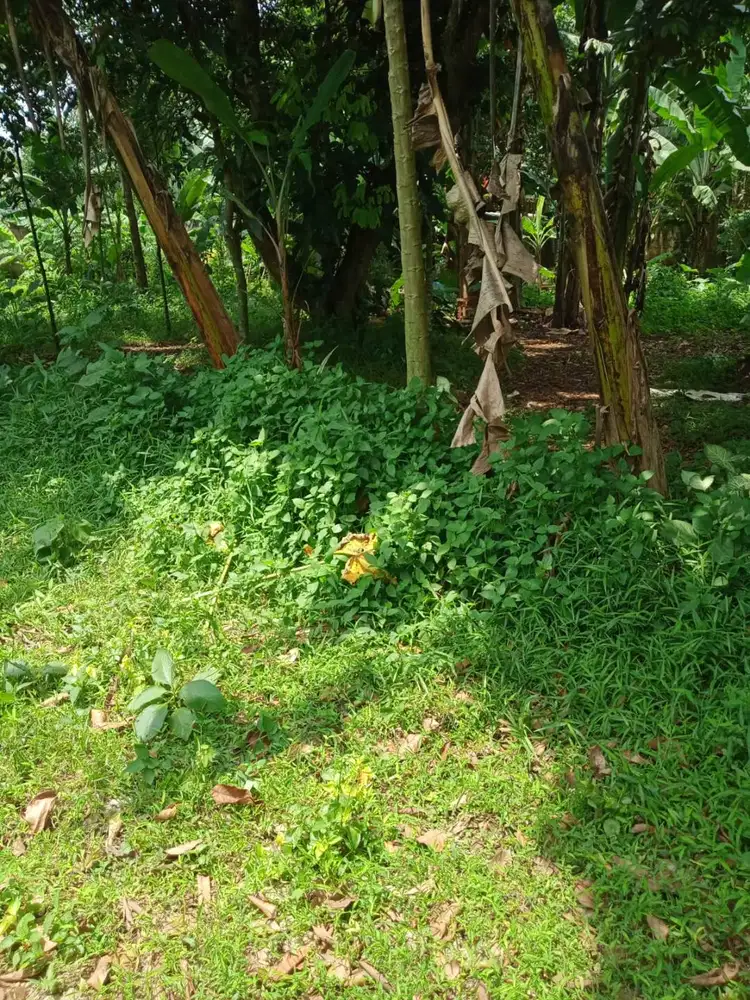 Jual tanah di rawa kalong,