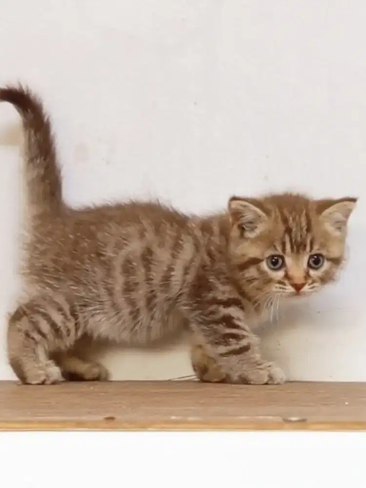 Open Booking Munchkin NS Cinnamon Tabby