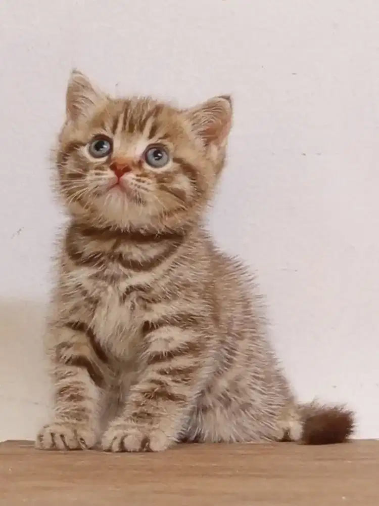 Open Booking Munchkin NS Cinnamon Tabby