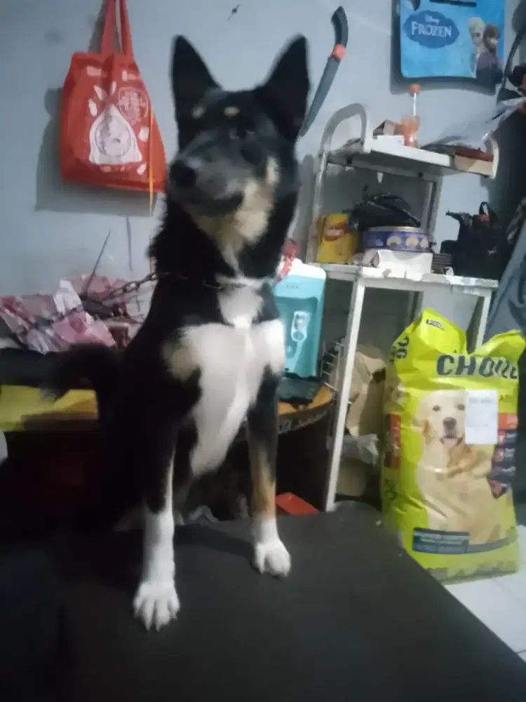 Husky mix Doberman x lokal buru size besar usia 7bln betina bagus
